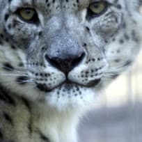 Input image: snow leopard from the ImageNet validation set
